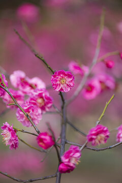 红梅花