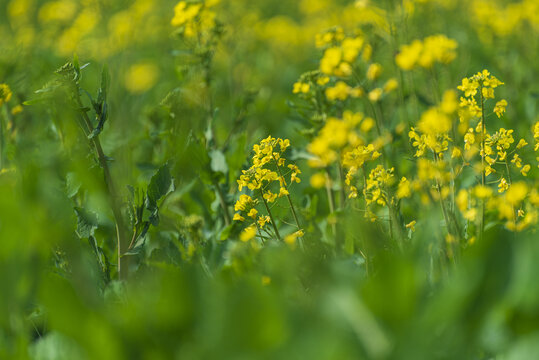 油菜花