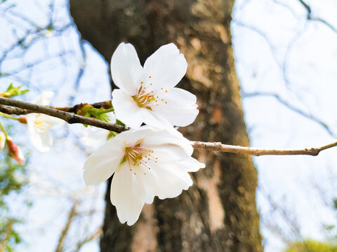 樱花