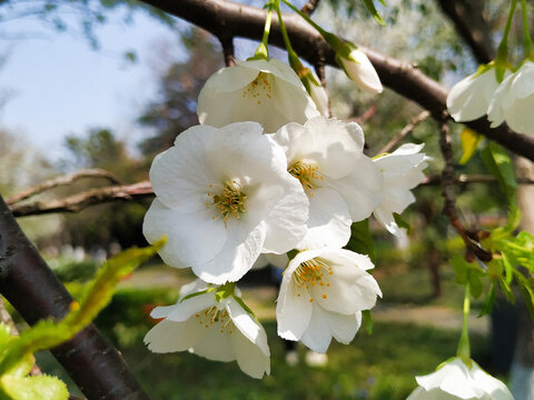 樱花