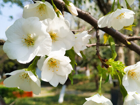 樱花