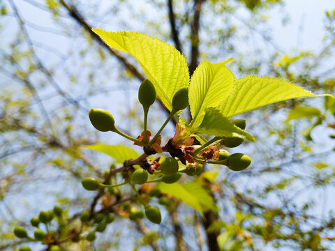 樱花树果实