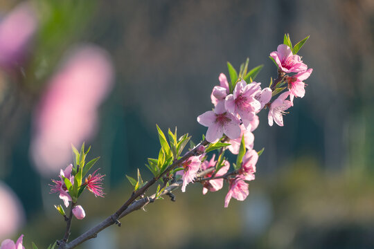 桃花