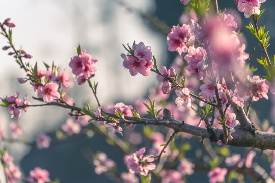 桃花