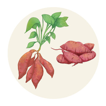 手绘水彩农产品红薯和红薯叶