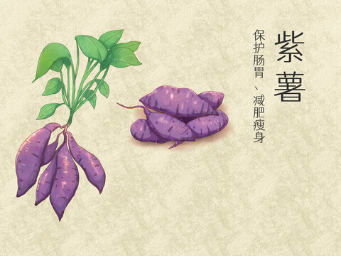 手绘水彩农产品紫薯插画