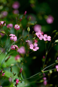 麦蓝菜花