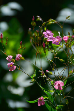 麦蓝菜花