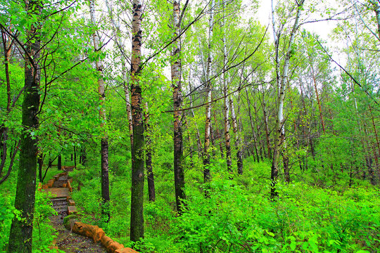 加格达奇北山公园森林