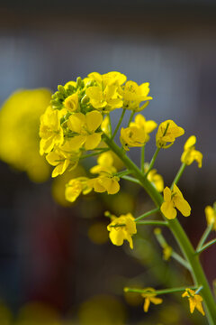 油菜花