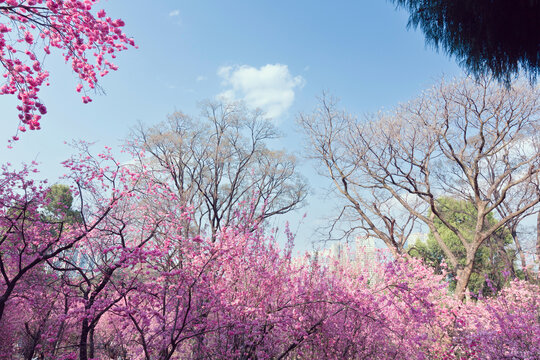 蓝天白云盛开的垂丝海棠花