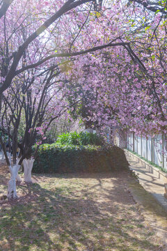 春天逆光盛开的垂丝海棠