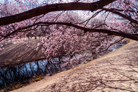 北京奥森公园的桃花