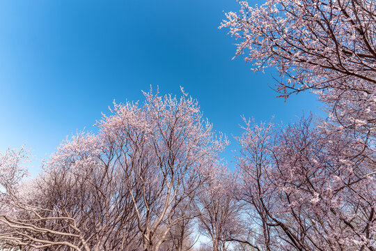 北京奥森公园的桃花