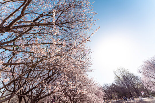 北京奥森桃花