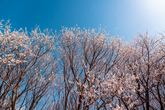 北京奥森桃花谷