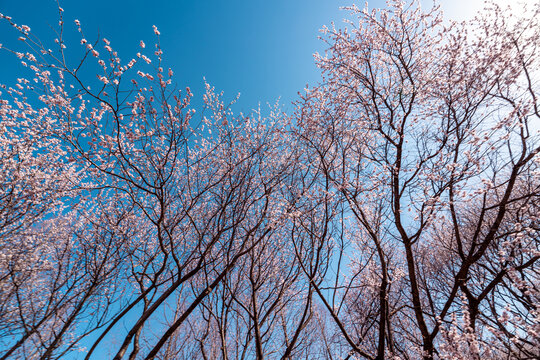 北京奥森桃花谷桃花