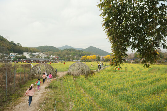 红山村油菜花田