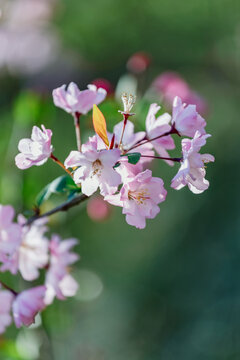 春天的唯美的粉色花海棠花