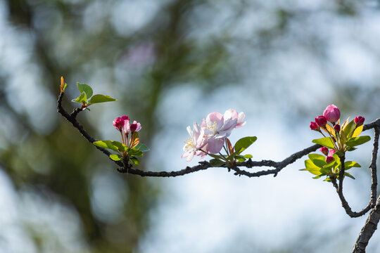 春天阳光下美丽的花卉紫叶李