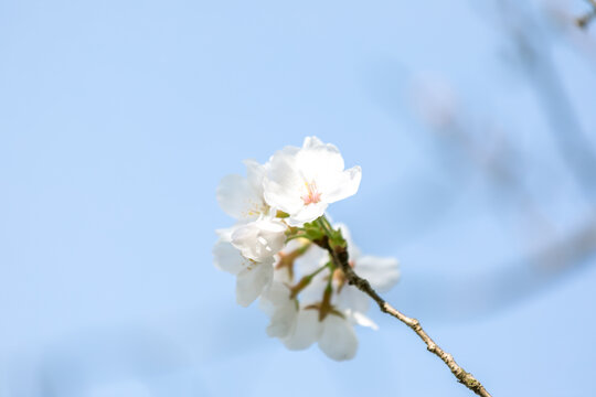 春花樱花