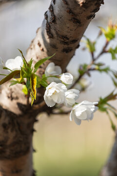 春天的花卉白色的花樱花