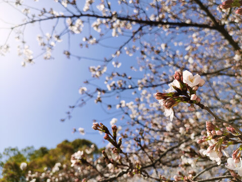 樱花