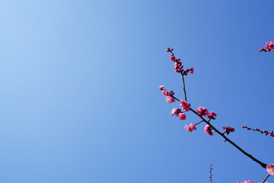 蓝天下的梅花