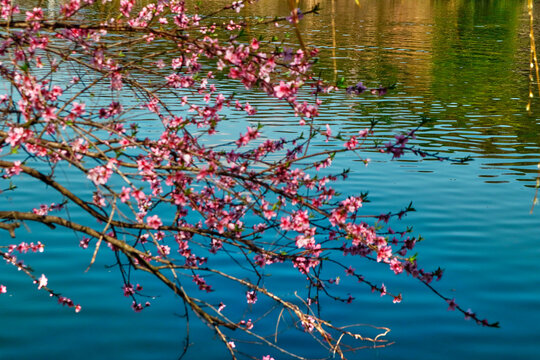 湖边花树