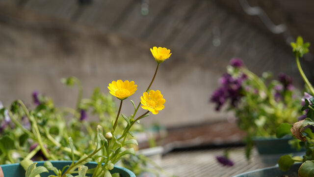黄晶菊一年生花卉摄影