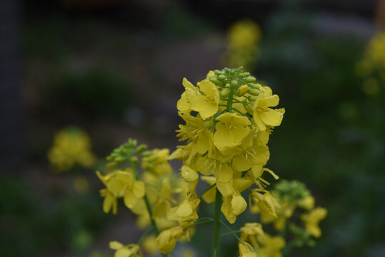 油菜花