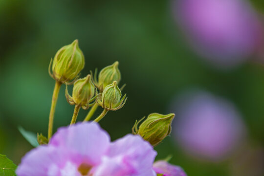 芙蓉花蕾