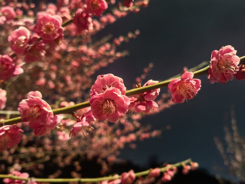 夜拍樱花