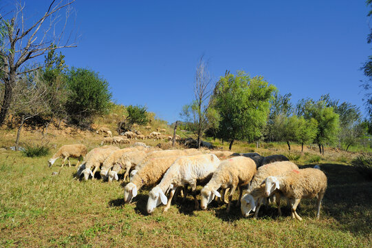 草地上的羊群