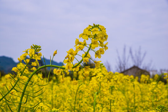 贵州油菜花田野