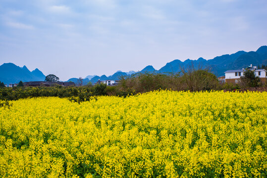 贵州油菜花田野