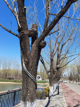 北京朝阳公园路灯