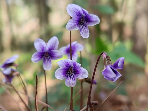 紫色小野花