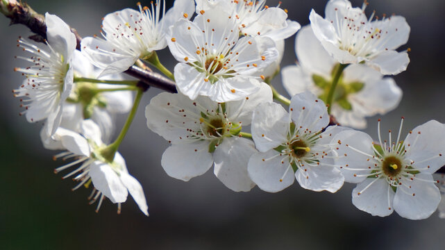 李花