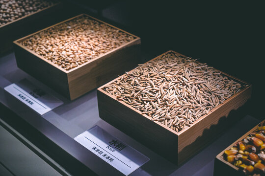 谷物豆类标本展示展览厅