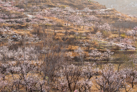 济南南部山区的杏花