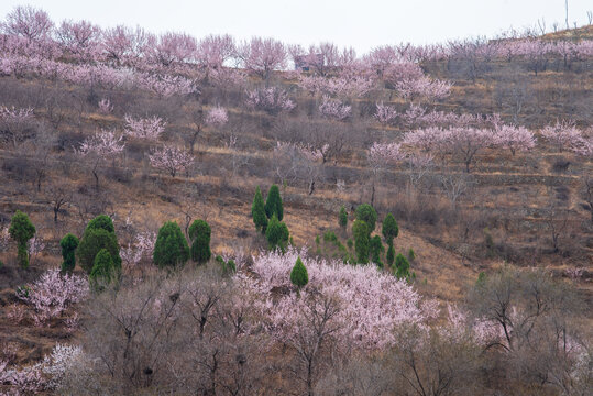 济南南部山区的杏花