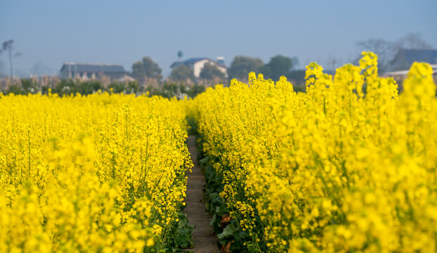 油菜花背景