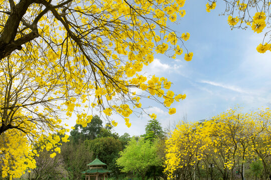 华农大黄花风铃