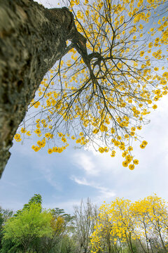 华农大黄花风铃