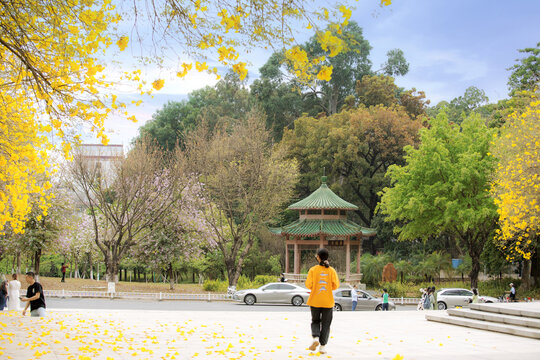 华农大黄花风铃