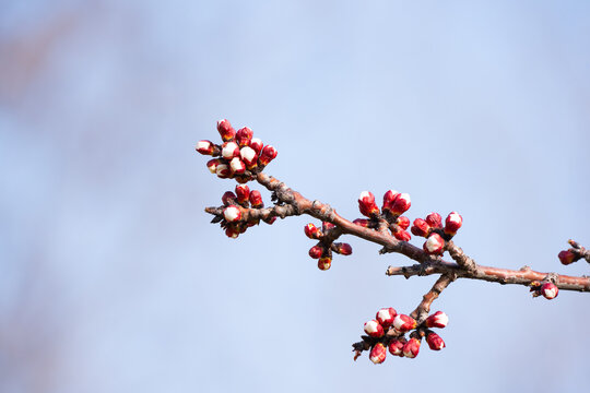 春季杏花花苞