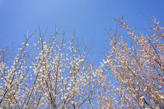 蓝天背景下的梅花