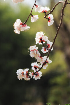 桃花杏花梅花