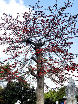 木棉花树